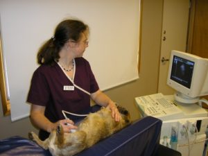 Dr. Klug performs an ultrasound to confirm pregnancy